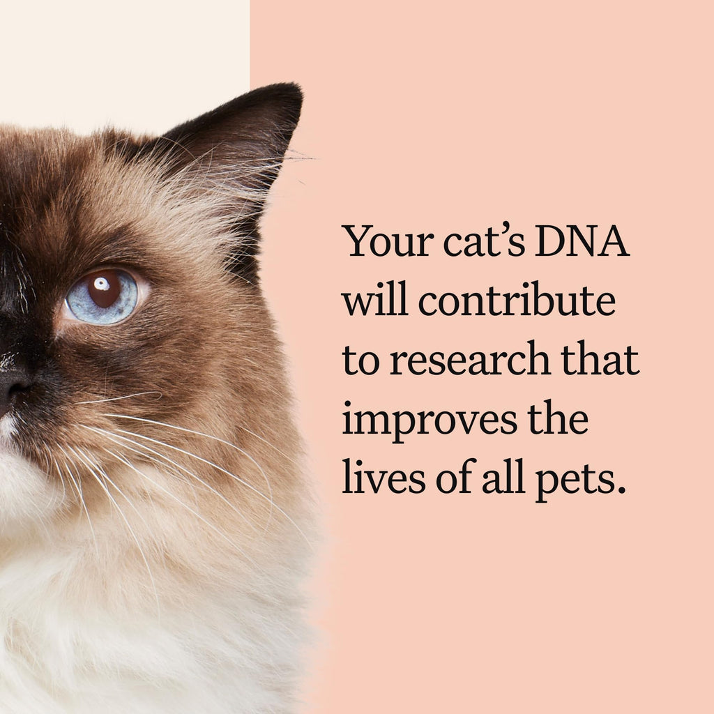 Cat DNA Test Kit, 45 Health Conditions, 1 Pack X44842