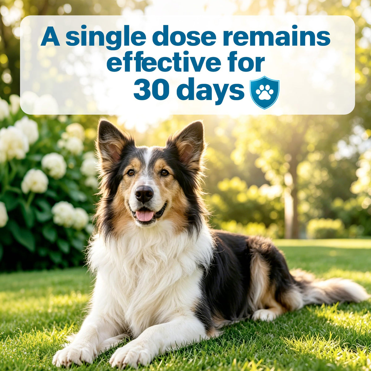 Flea and Tick Prevention for Medium Dogs 23-44 lbs 6 Doses C5325