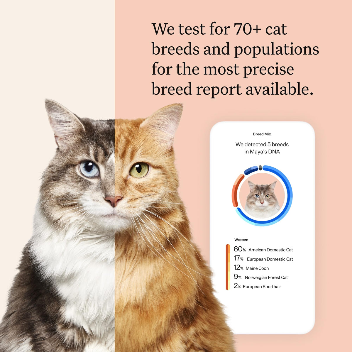 Cat DNA Test Kit, 45 Health Conditions, 1 Pack X44842