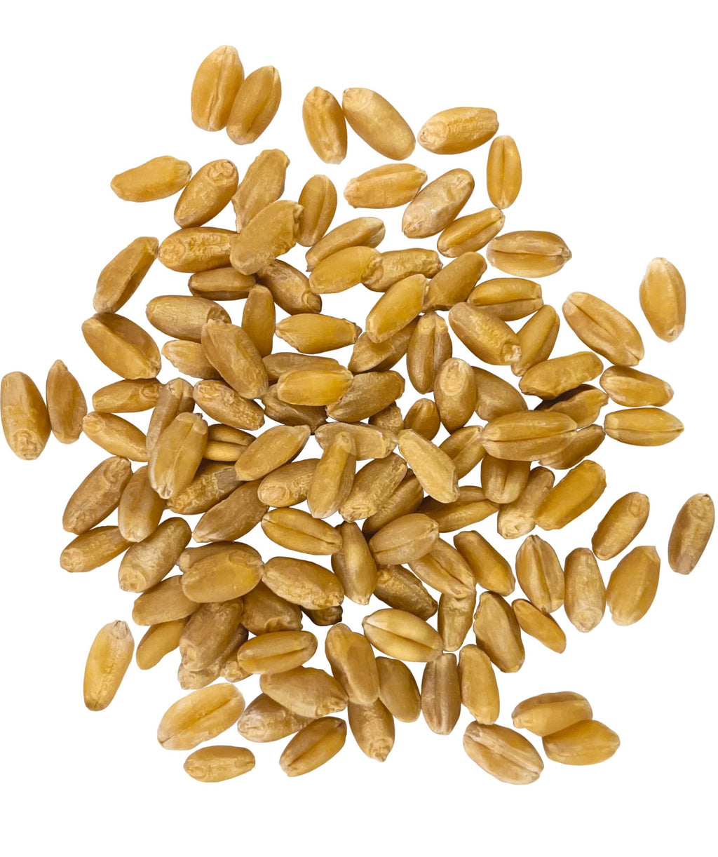 Hard White Wheat Berries 100 lbs H813850