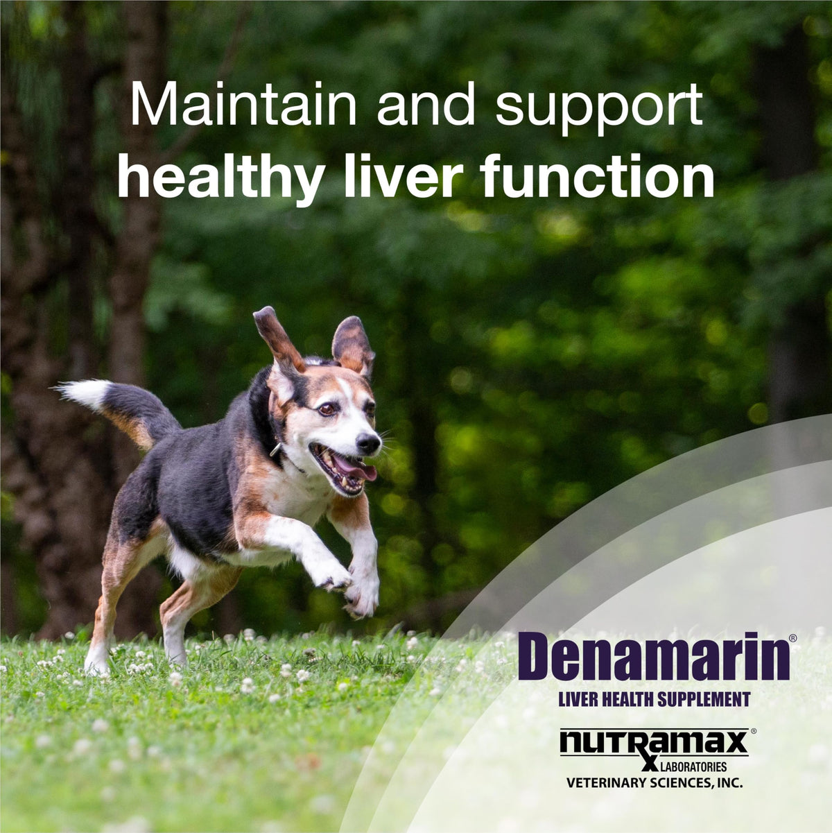 Liver Supplement for Medium Dogs, 30ct Tablets Z539