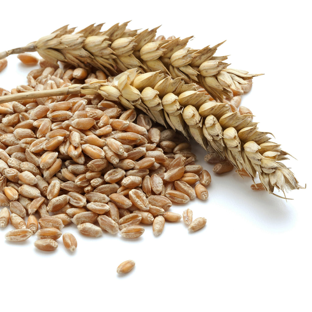 Hard White Wheat Emergency Food Storage 24 Pound Pail B5055