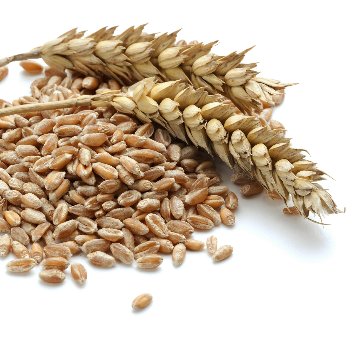 Hard White Wheat Emergency Food Storage 24 Pound Pail B5055